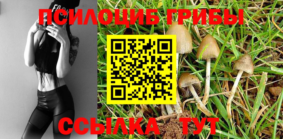Псилоцибиновые грибы Psilocybe Дзержинский