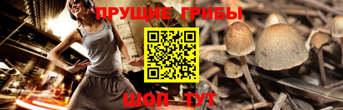 Галлюциногенные грибы GOLDEN TEACHER  Вход с VPN  Дзержинский 